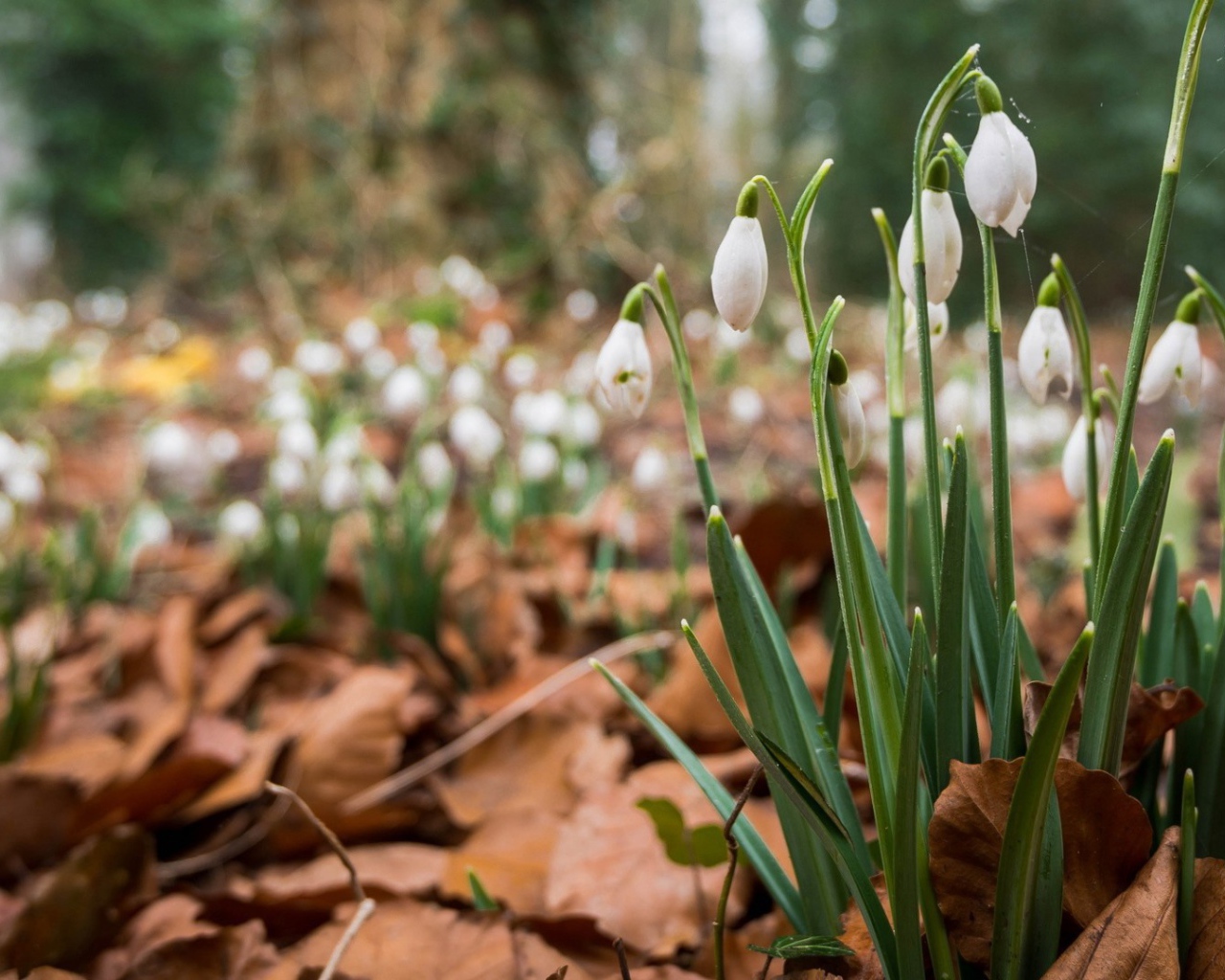 Весенние цветы