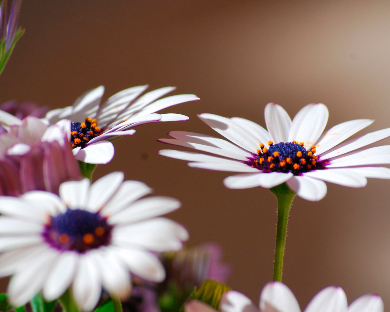 Весенние цветы маргаритки на поляне
