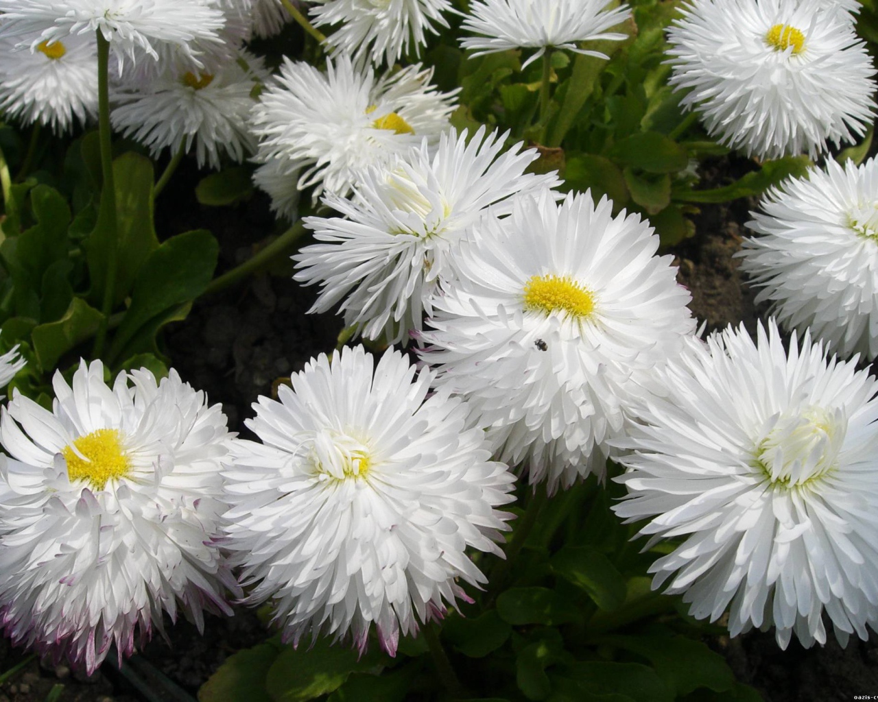 Весенние цветы маргаритки на лужайке