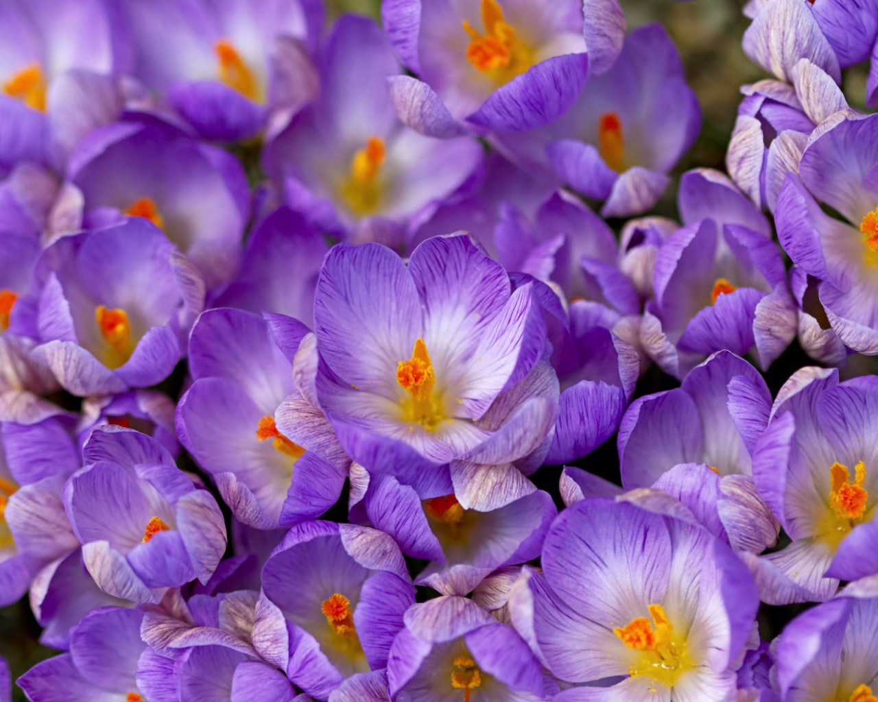 Весенние цветы шафран в саду