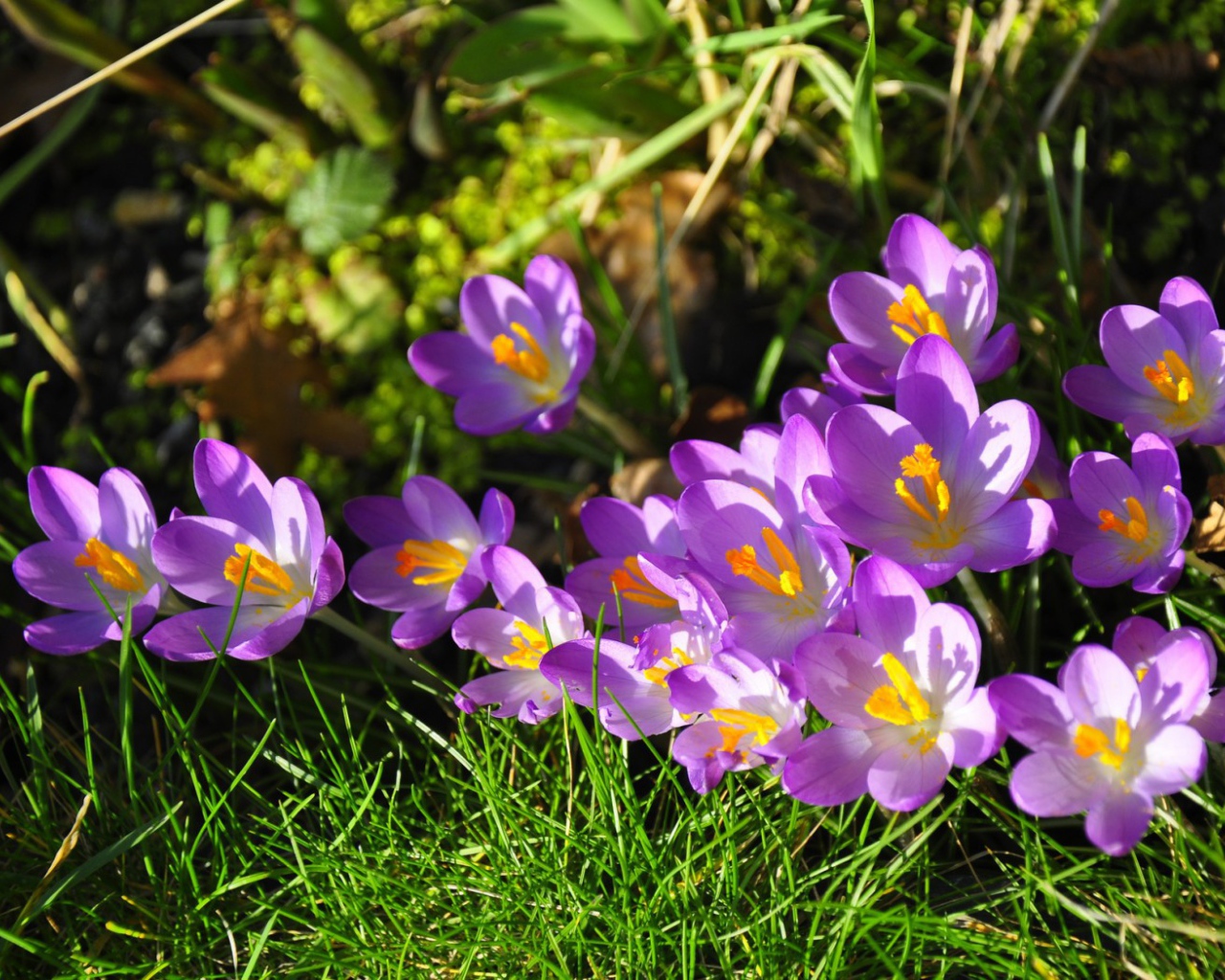 Весенние цветы шафран на солнце