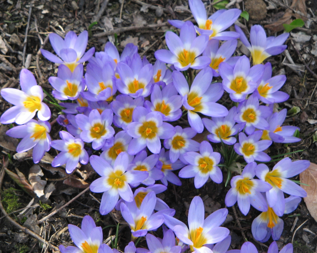 Весенние цветы шафран на поляне