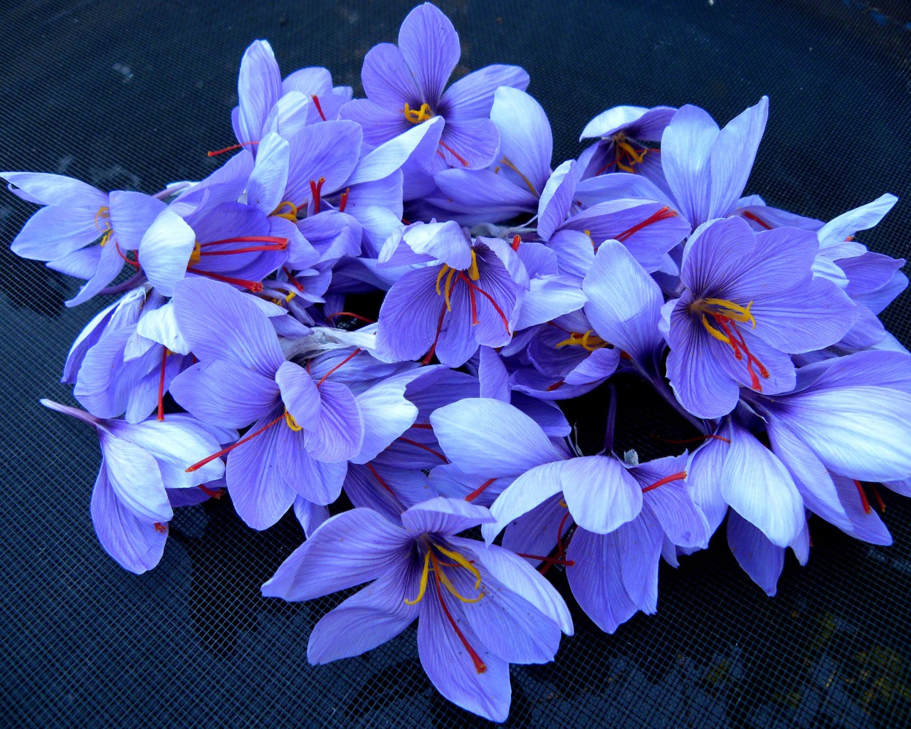 Весенние цветы шафран 