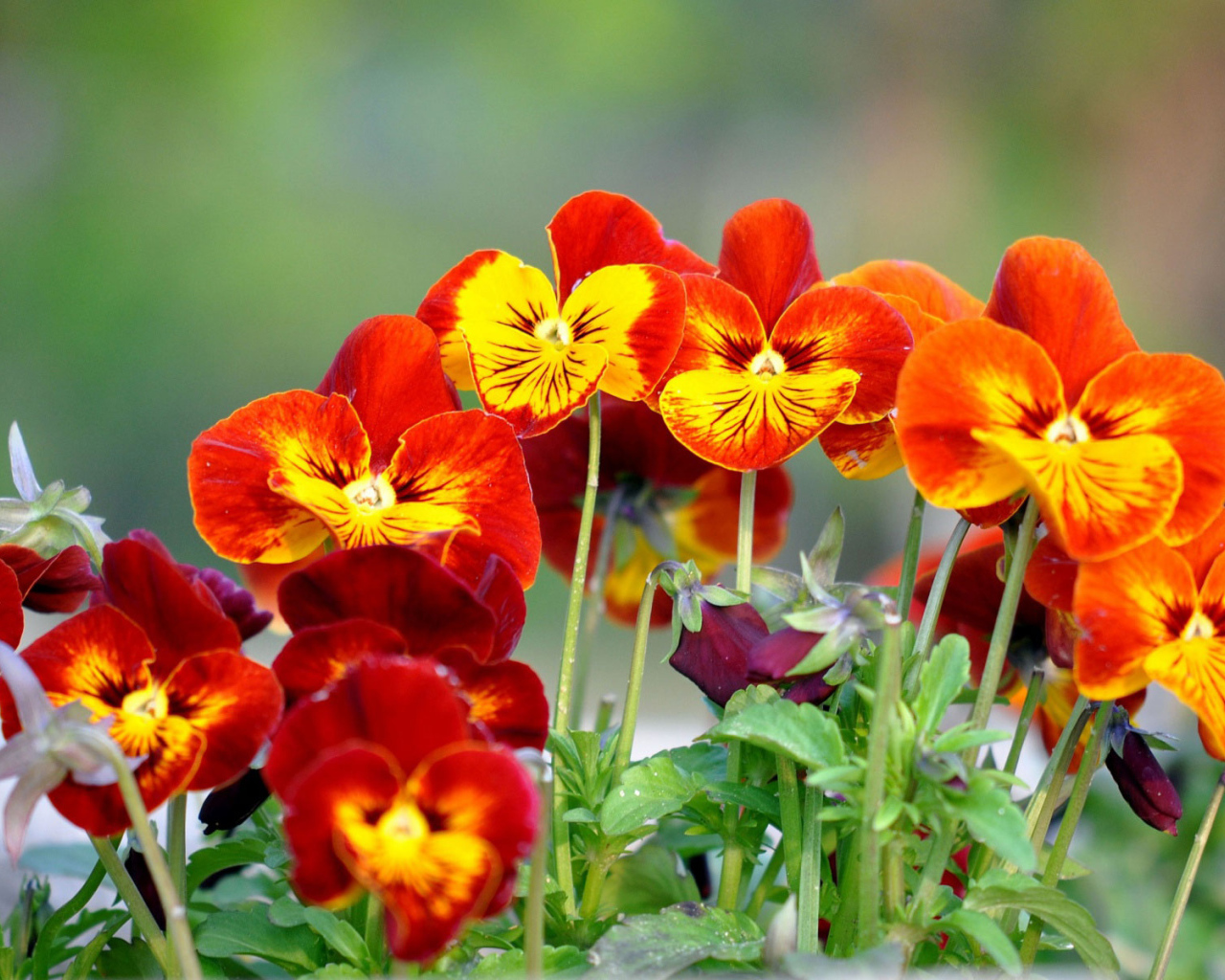 Весенние цветы виола (фиалка,анютины глазки) в парке