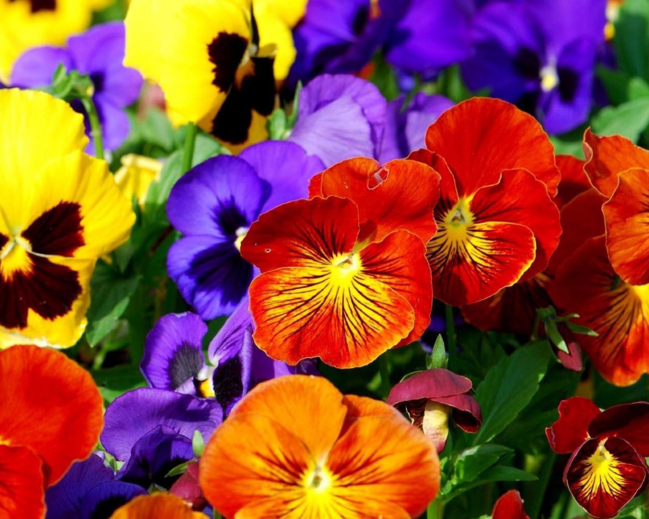 Весенние анютины глазки расцвели на поляне