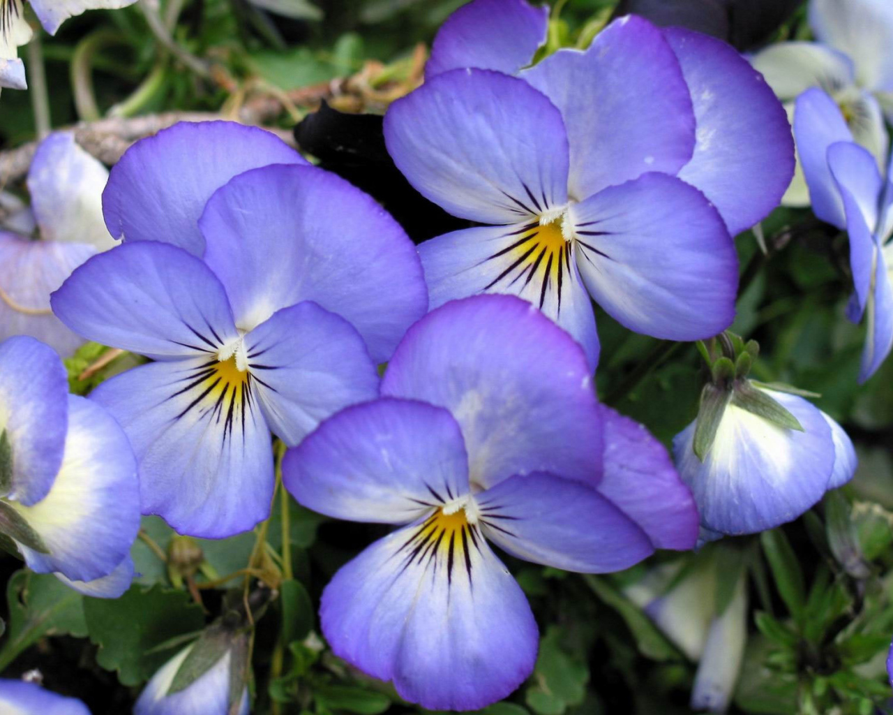 Весенние анютины глазки в саду