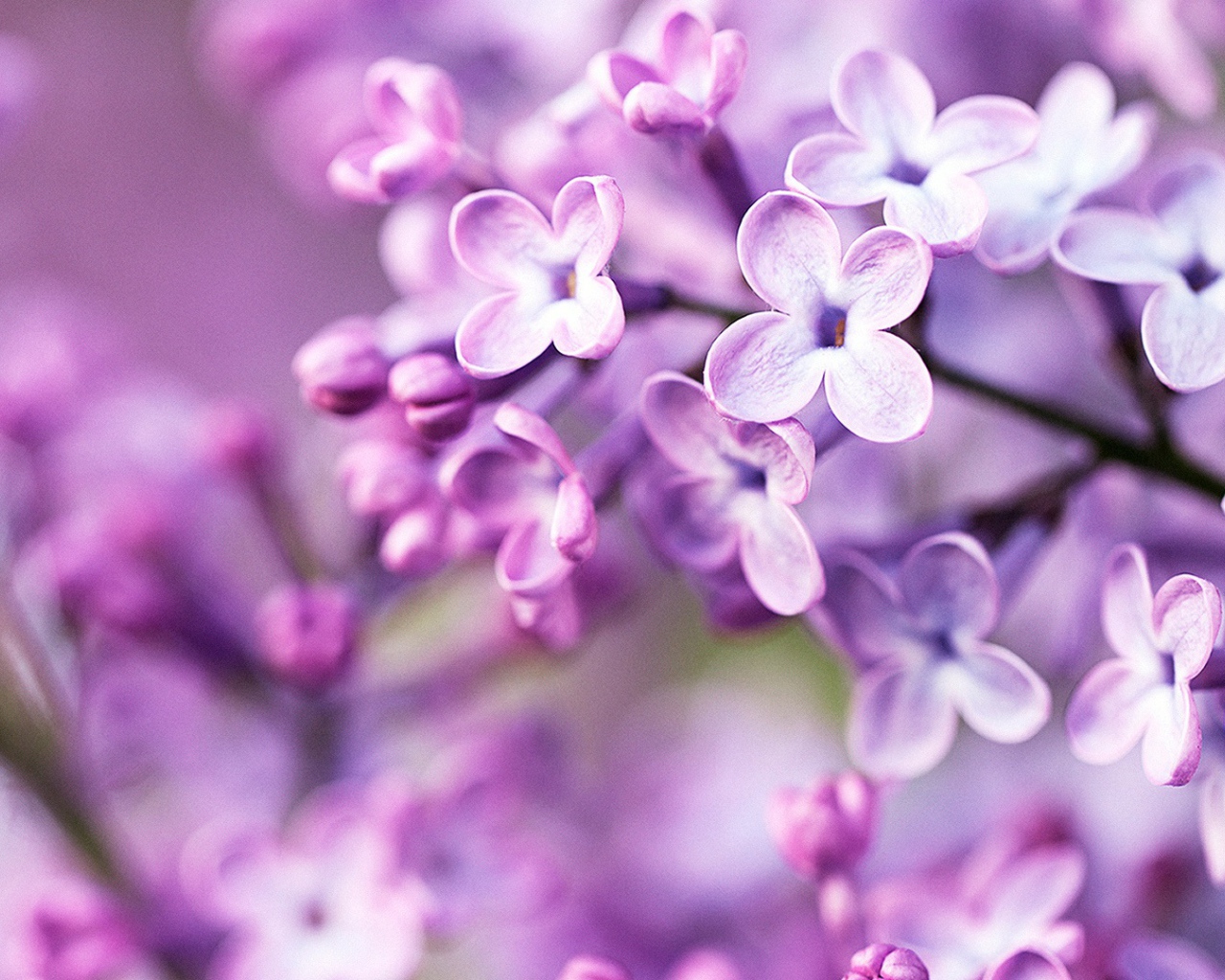 Фиолетовые весенние цветы