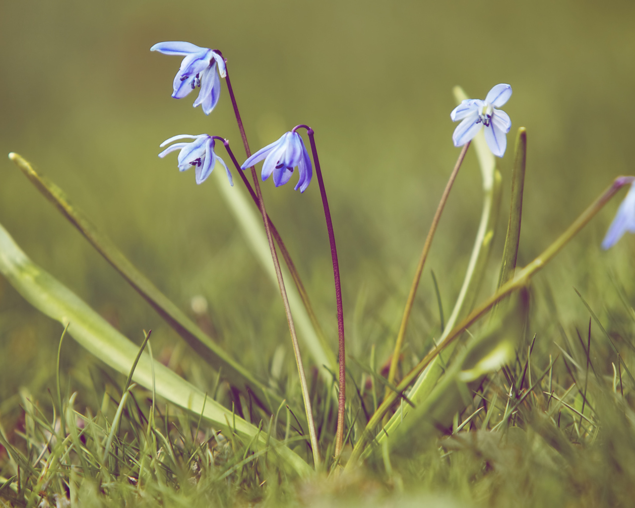 Весенние подснежники на поляне