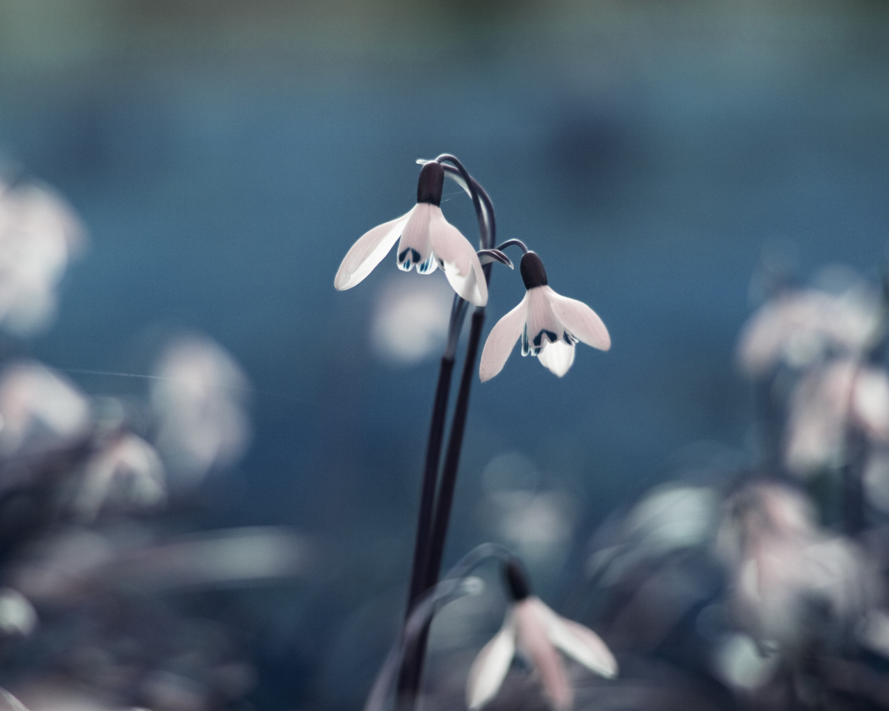 Весенние подснежники в лесу