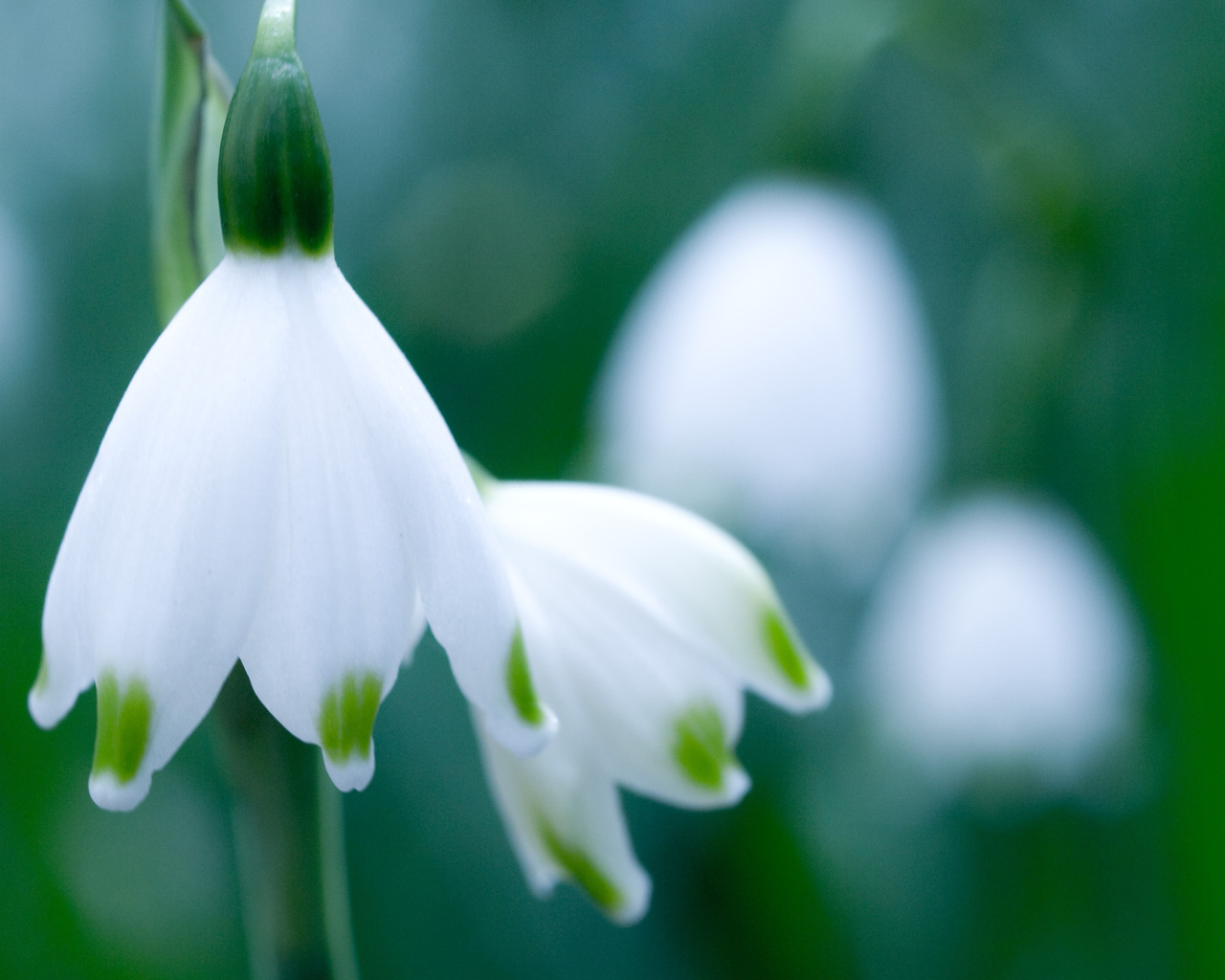 Весенние подснежники в саду