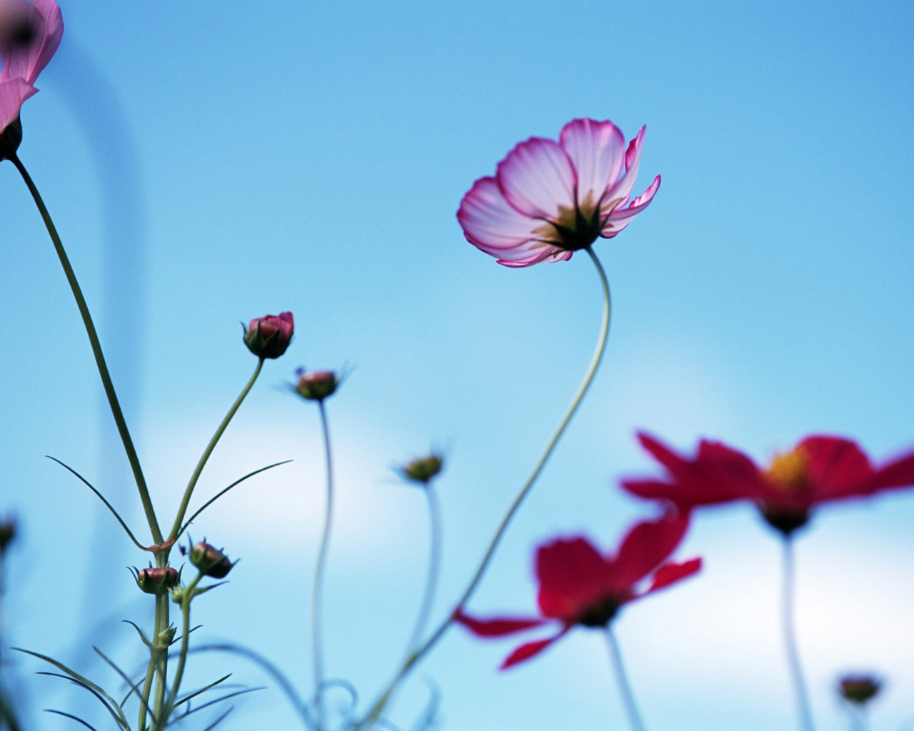 Необычная ромашка