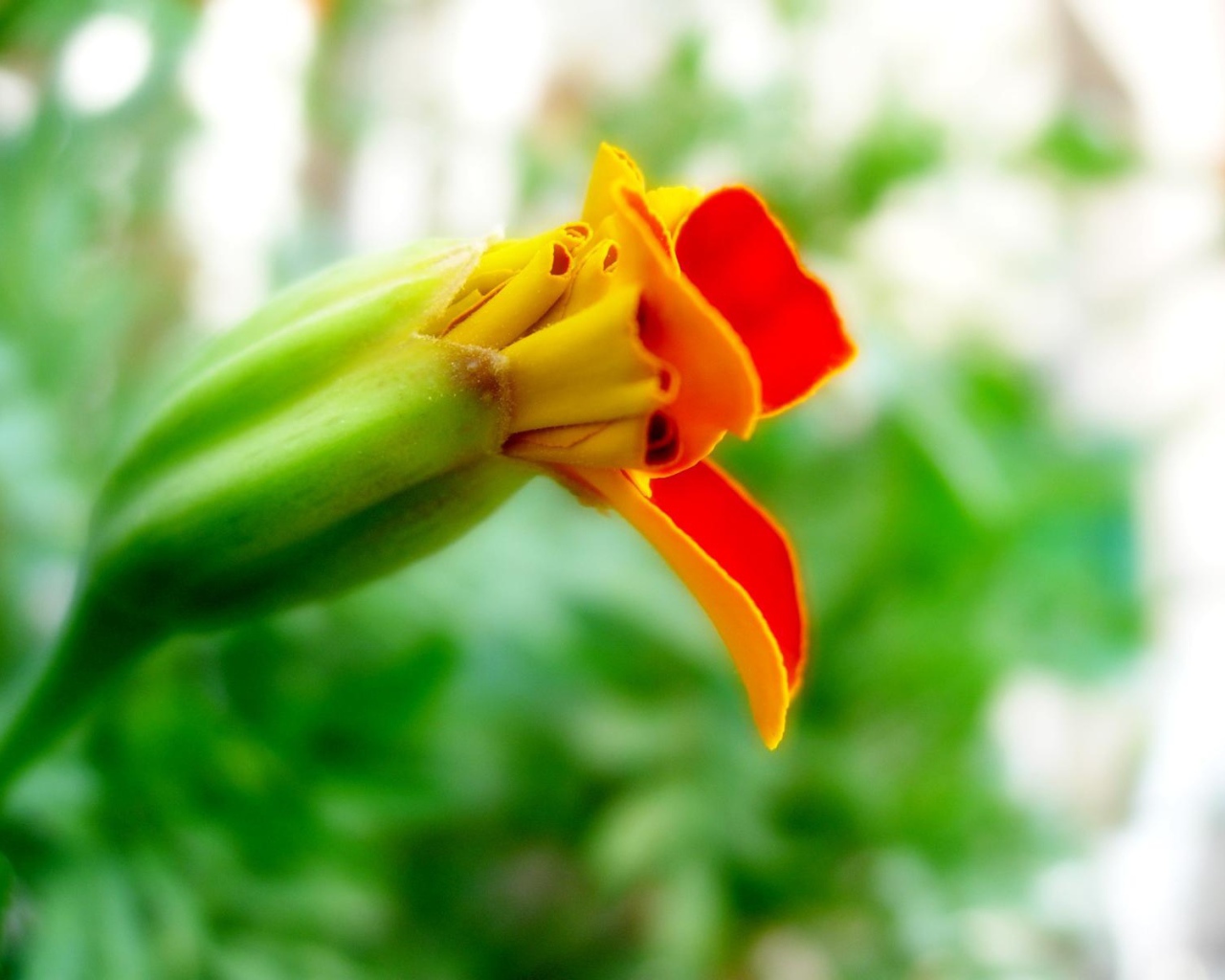 Странные цветы