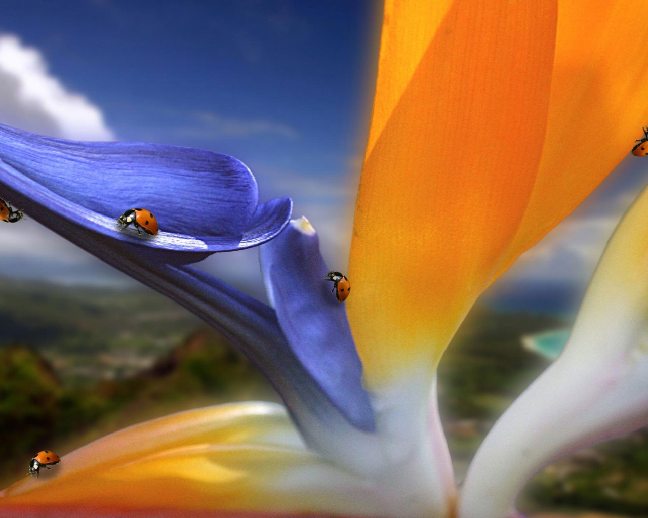 Необычный цветок