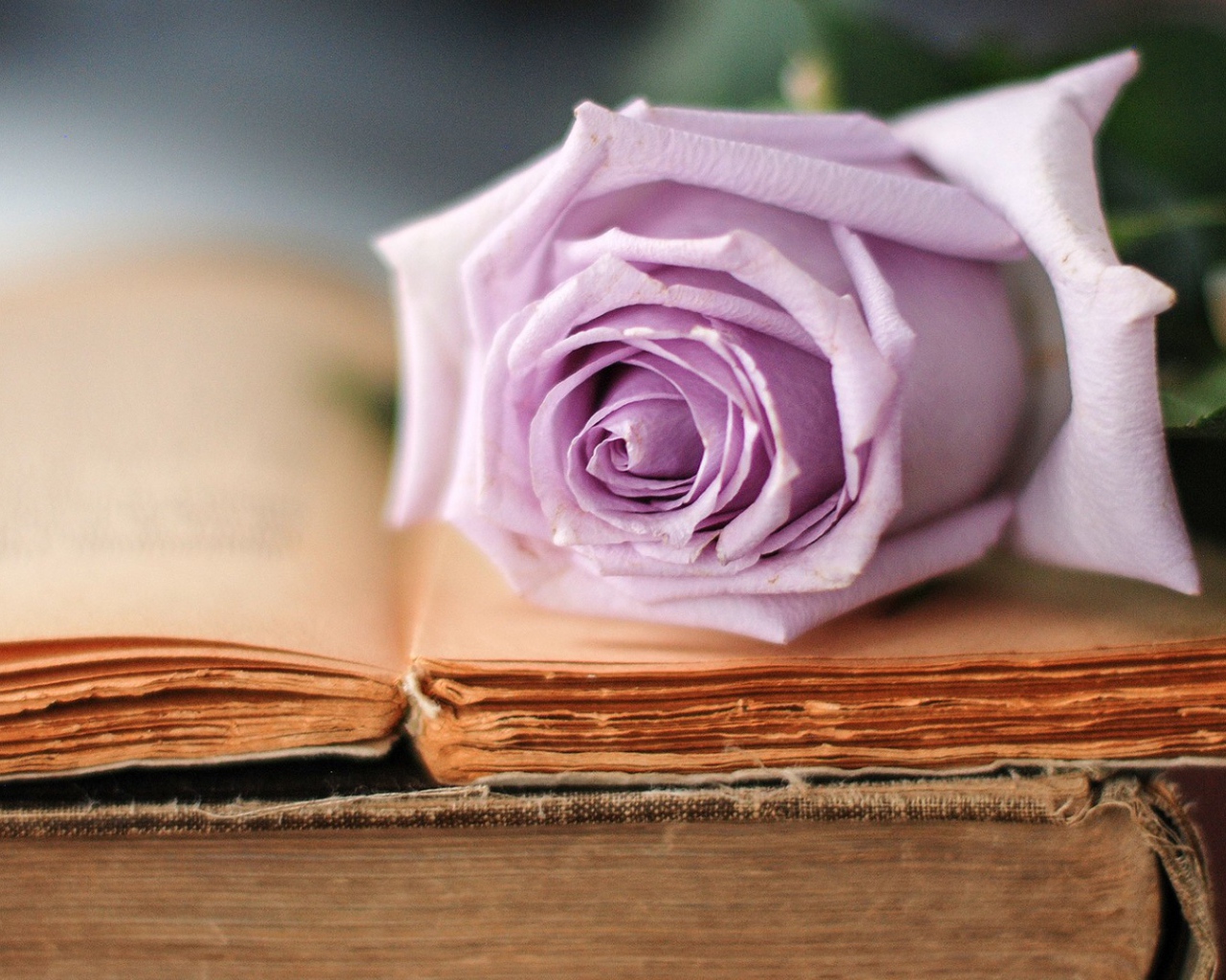 Строгая роза на книге