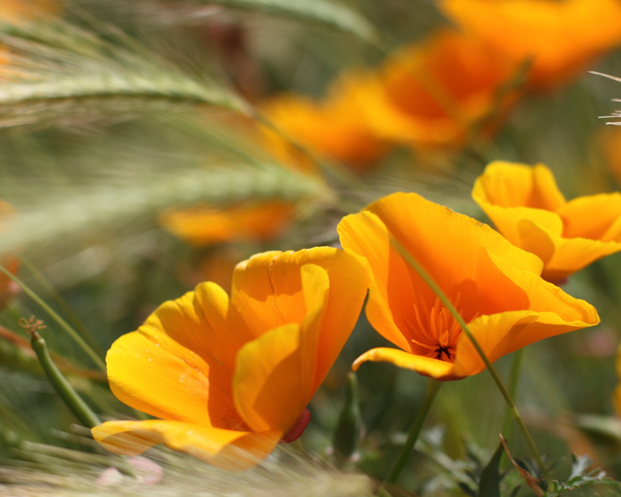 Летние цветы