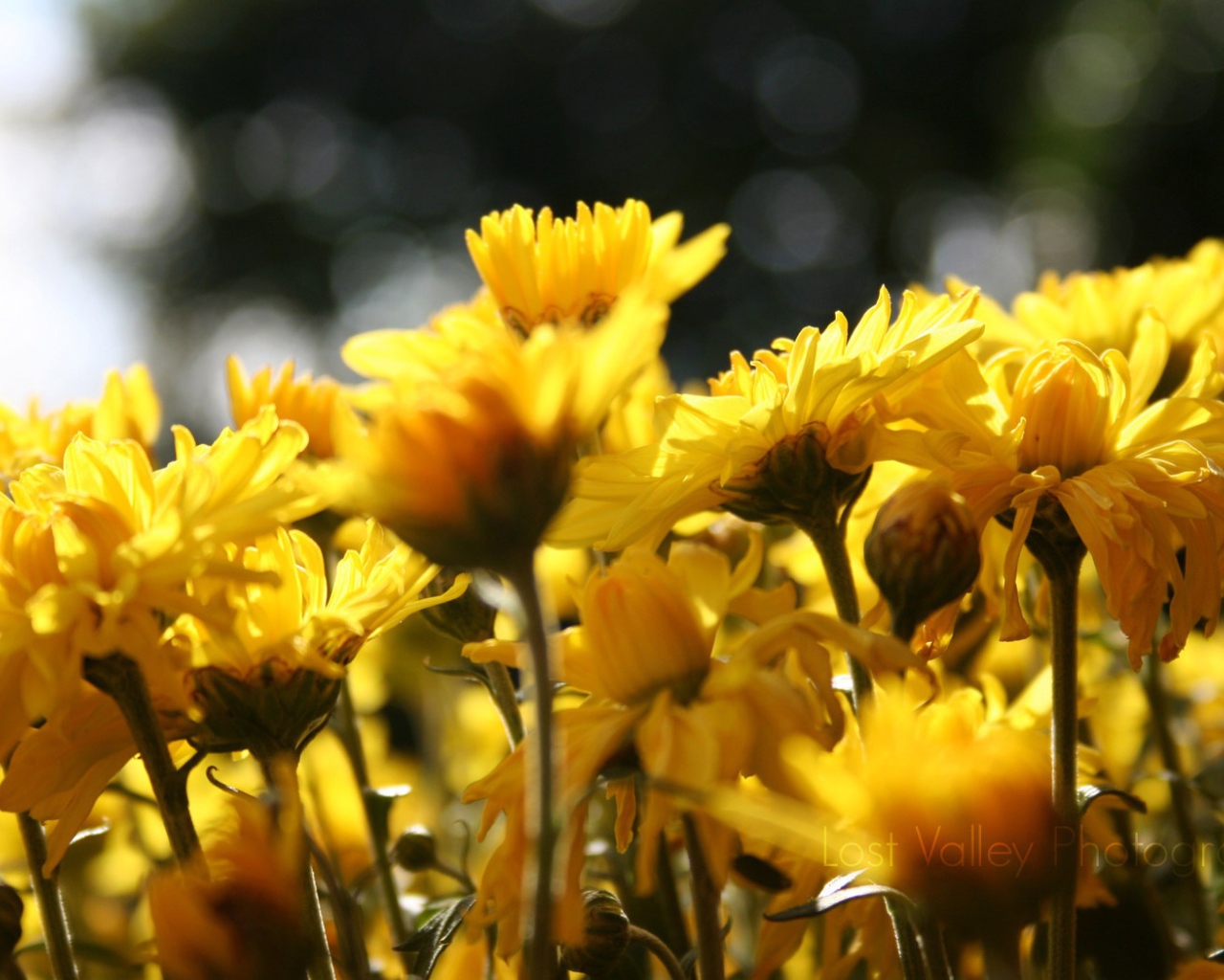 Цветы подсолнуха