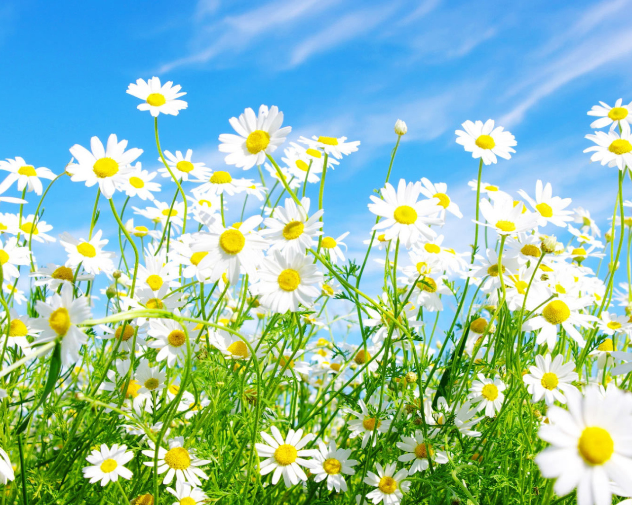 Солнечные цветы маргаритки на поляне