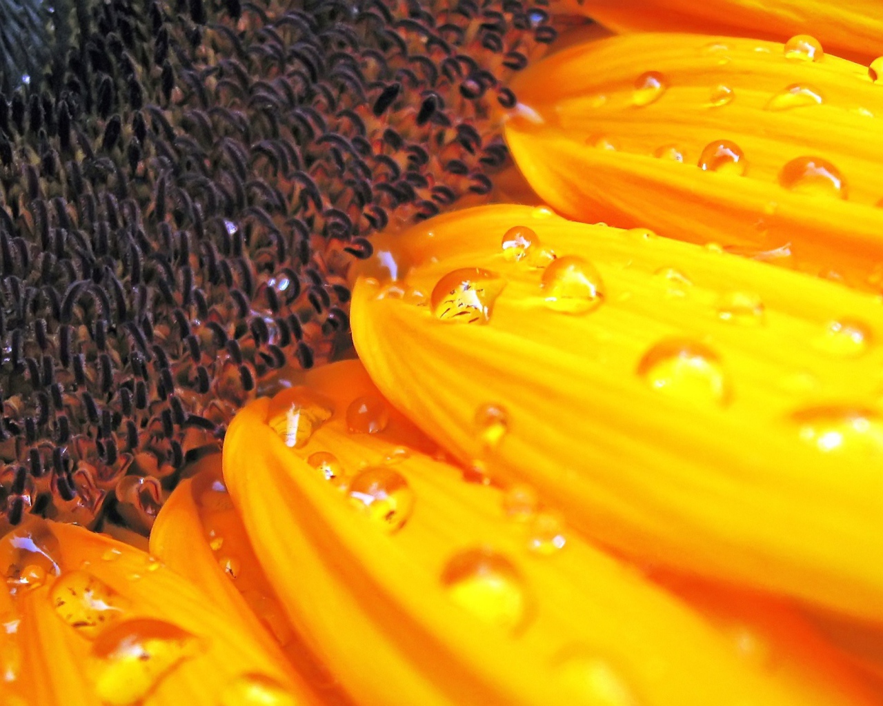 Цветок солнца