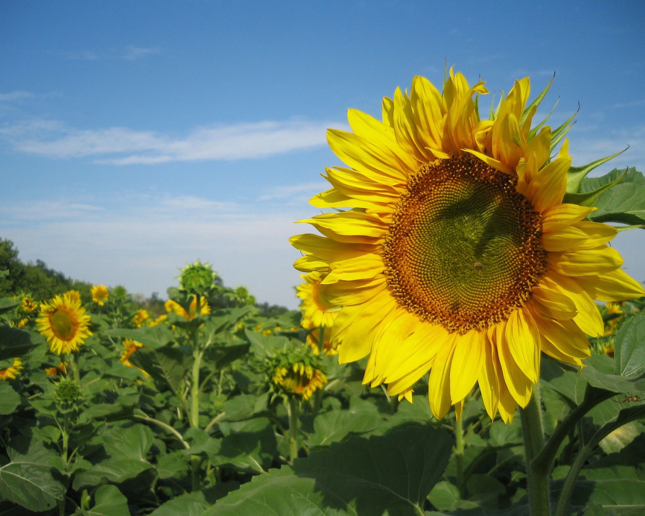 Подсолнух в поле