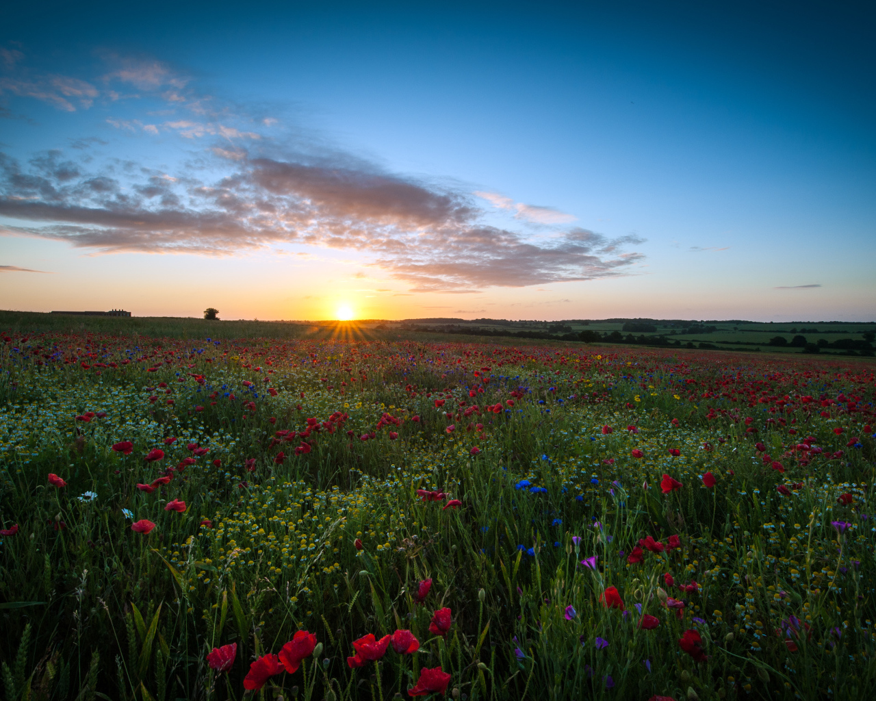 Восход солнца над маковым полем
