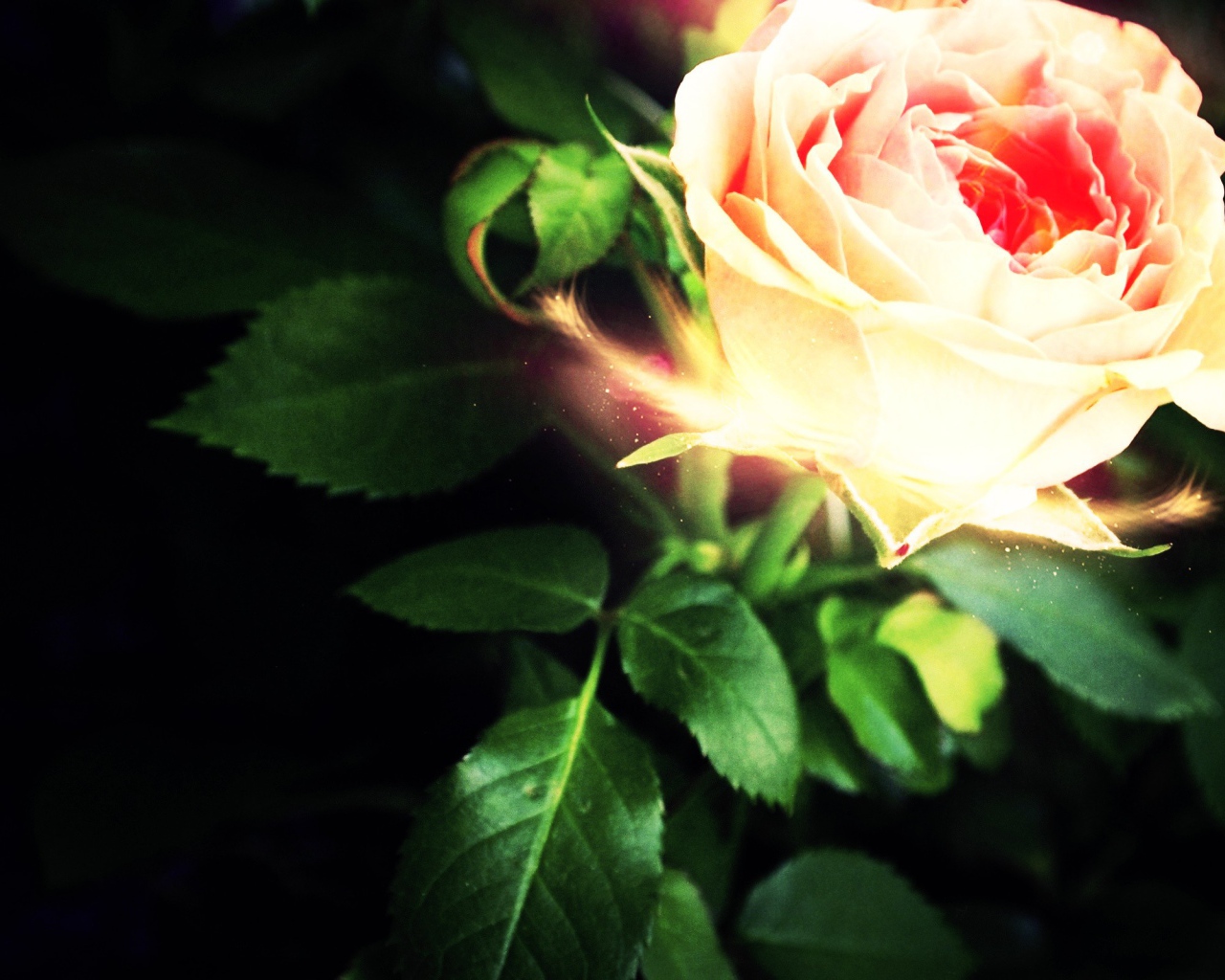 Светящеяся роза