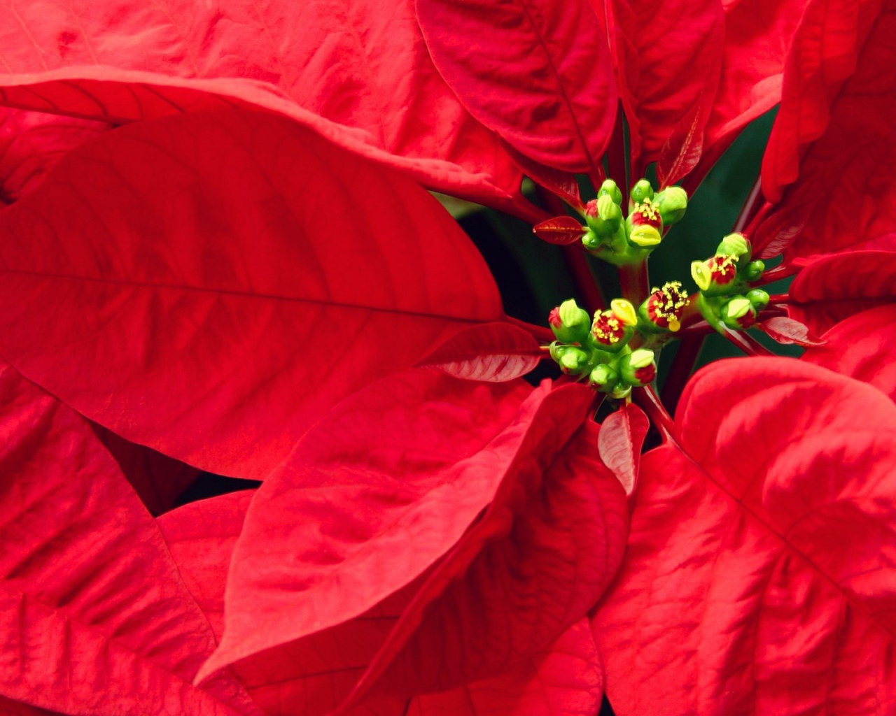 Куст с красными листьями