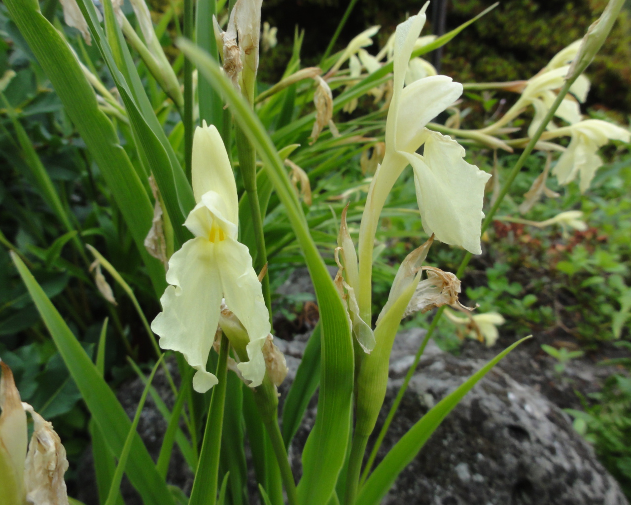 В саду красивый цветок роскоя