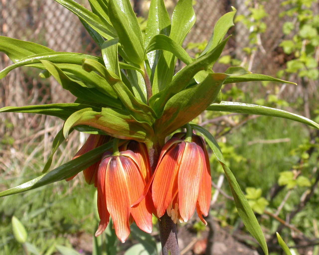 В саду красивый цветок рябчик императорский