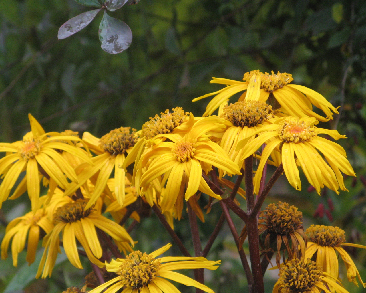В саду красивое растение бузульник