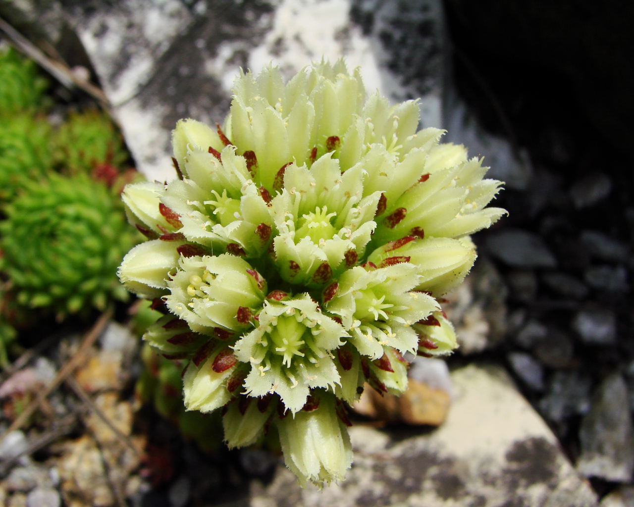 В саду красивое растение молодило 
