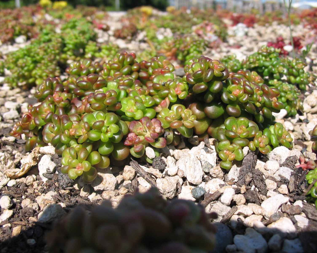 В саду красивое растение седум