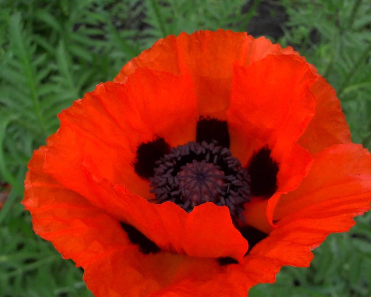 В саду красивый цветок мак