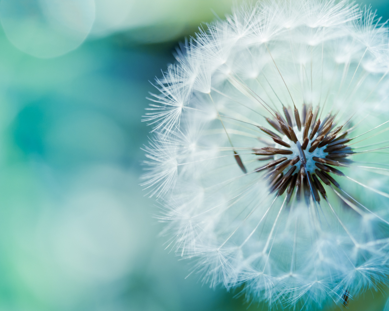 В саду красивый козлобородник (большой одуванчик) 