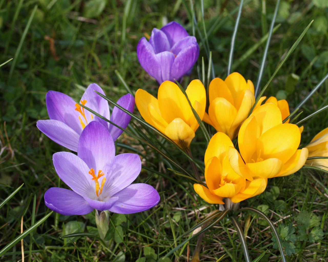 В парке цветы крокусы