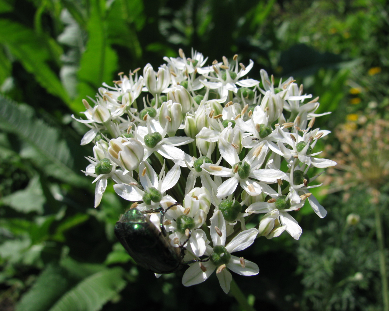 В парке красивые цветы нектароскордум 