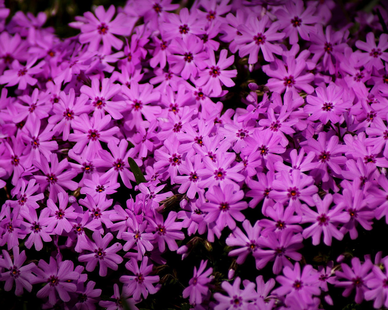 В парке красивые цветы флокс