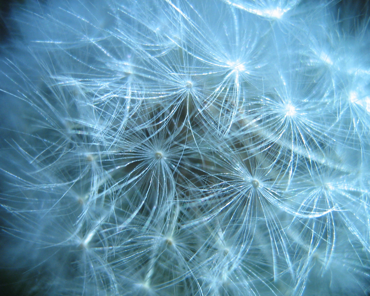 В парке красивый козлобородник (большой одуванчик) 