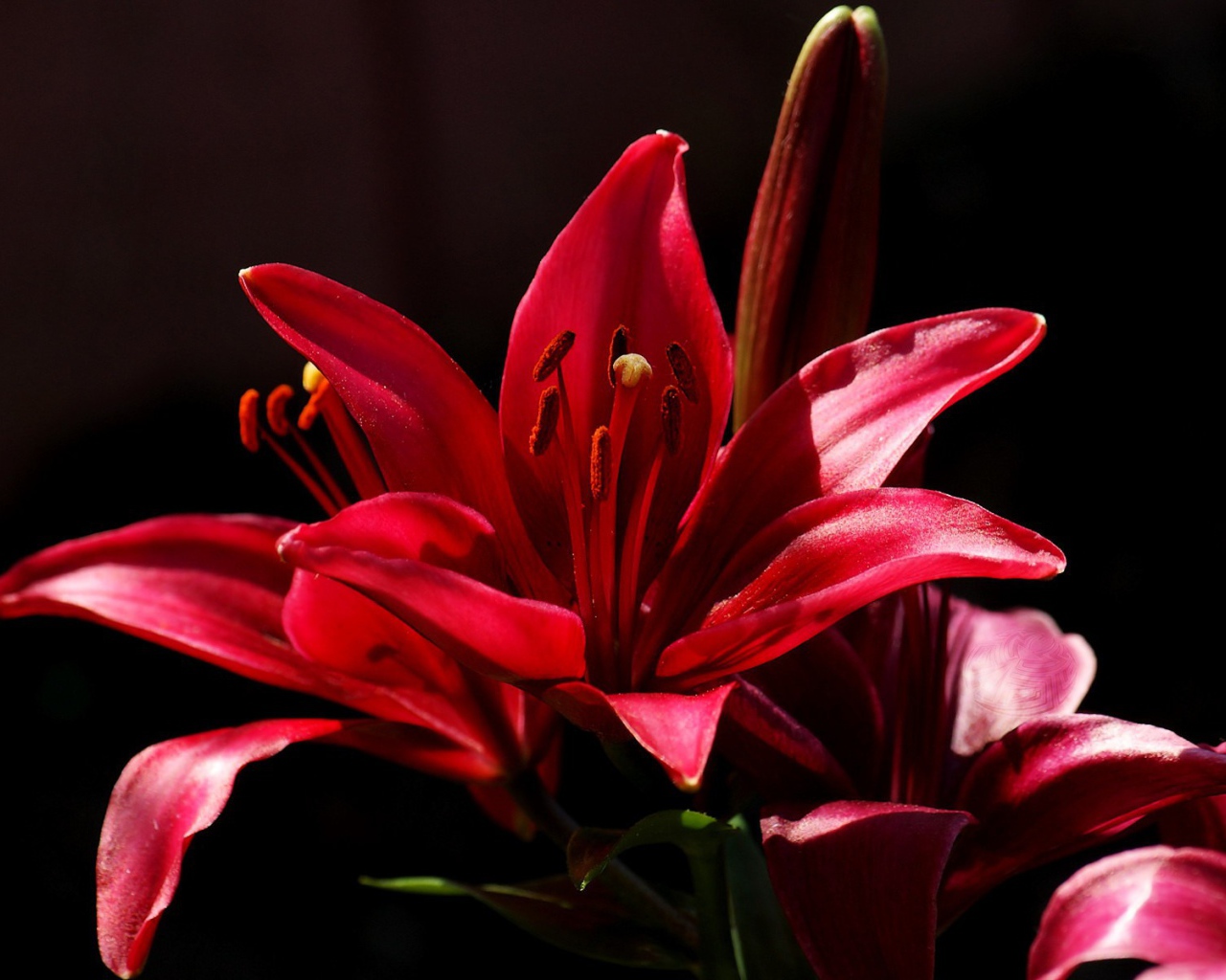 Красный цветок на черном фоне