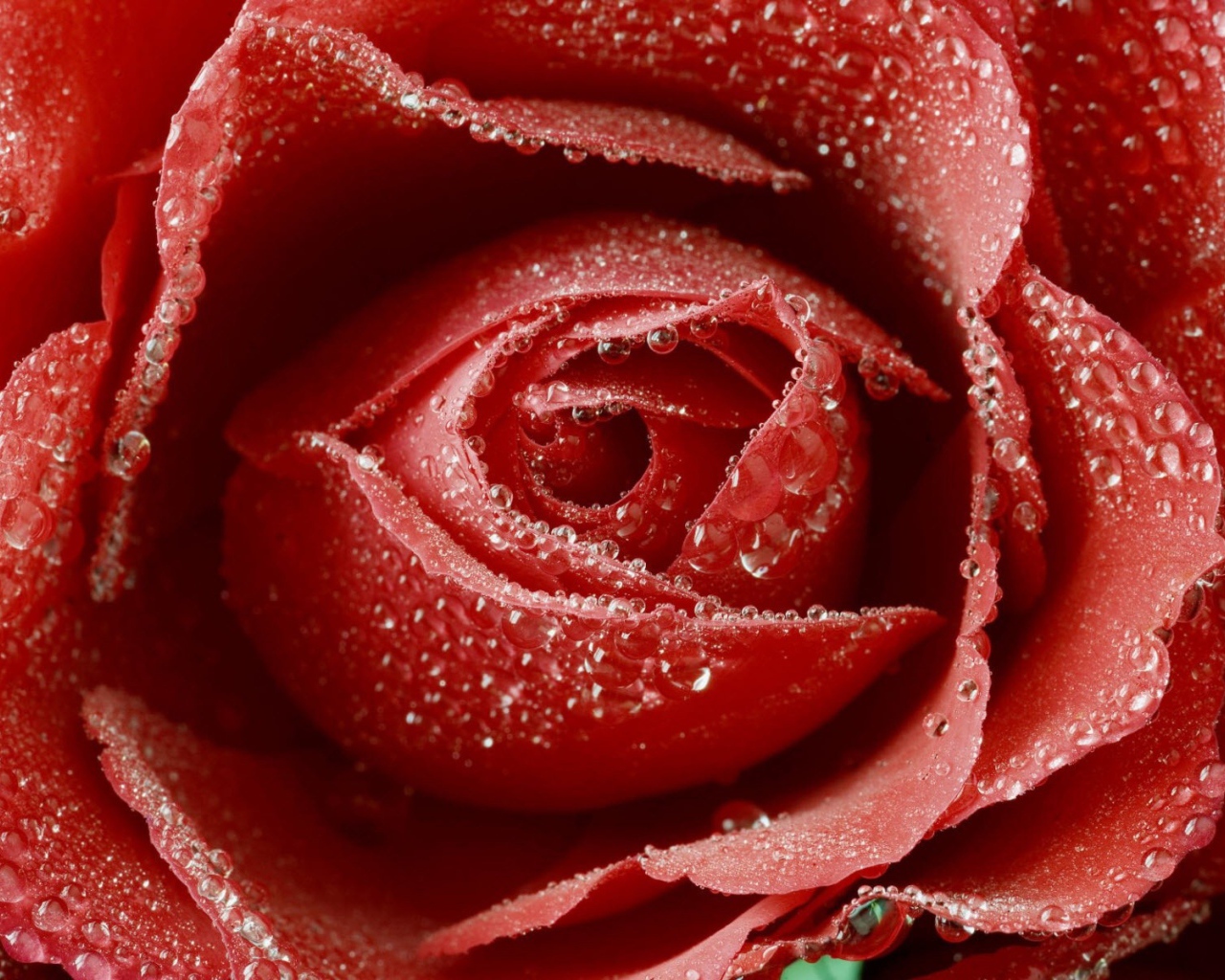 Красная роза с каплями воды