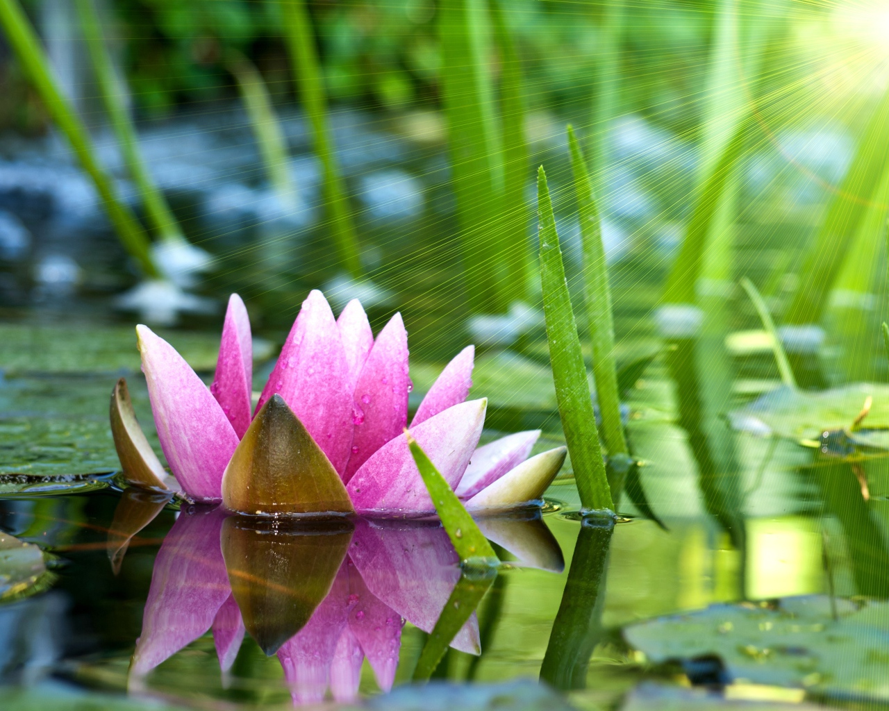 Отражение водяной лилии