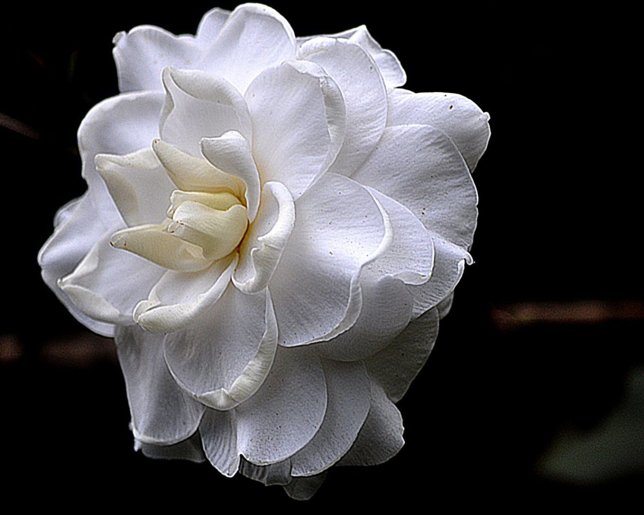 Белый цветок на черном фоне