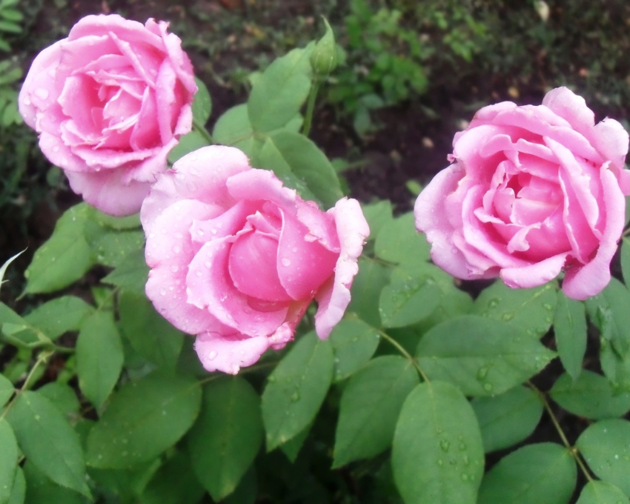 Три красивых цветка пион