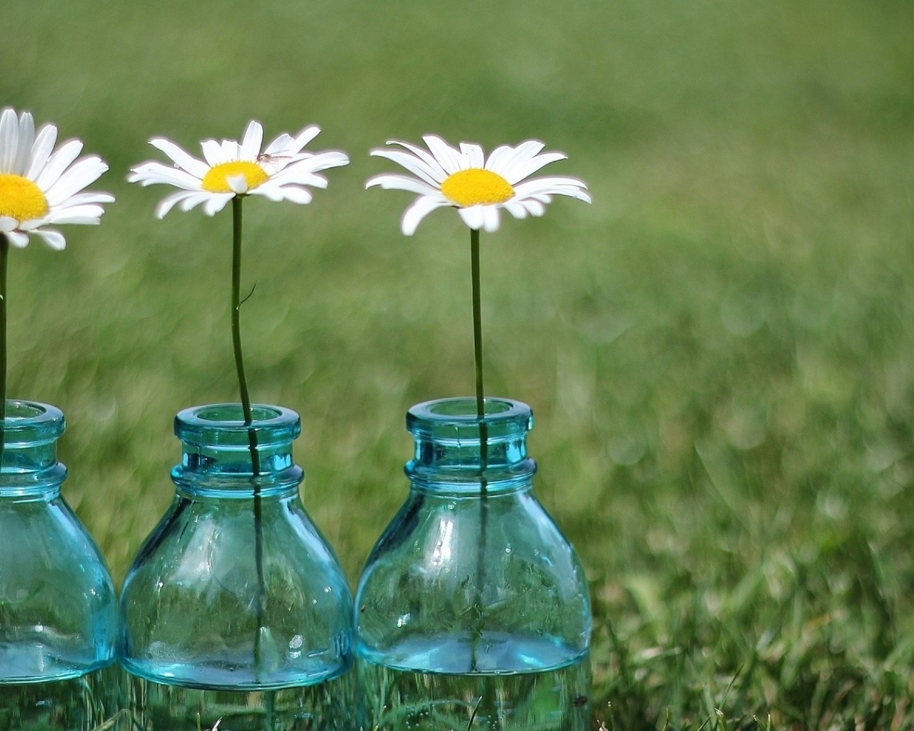 Tри ромашки в бутылках