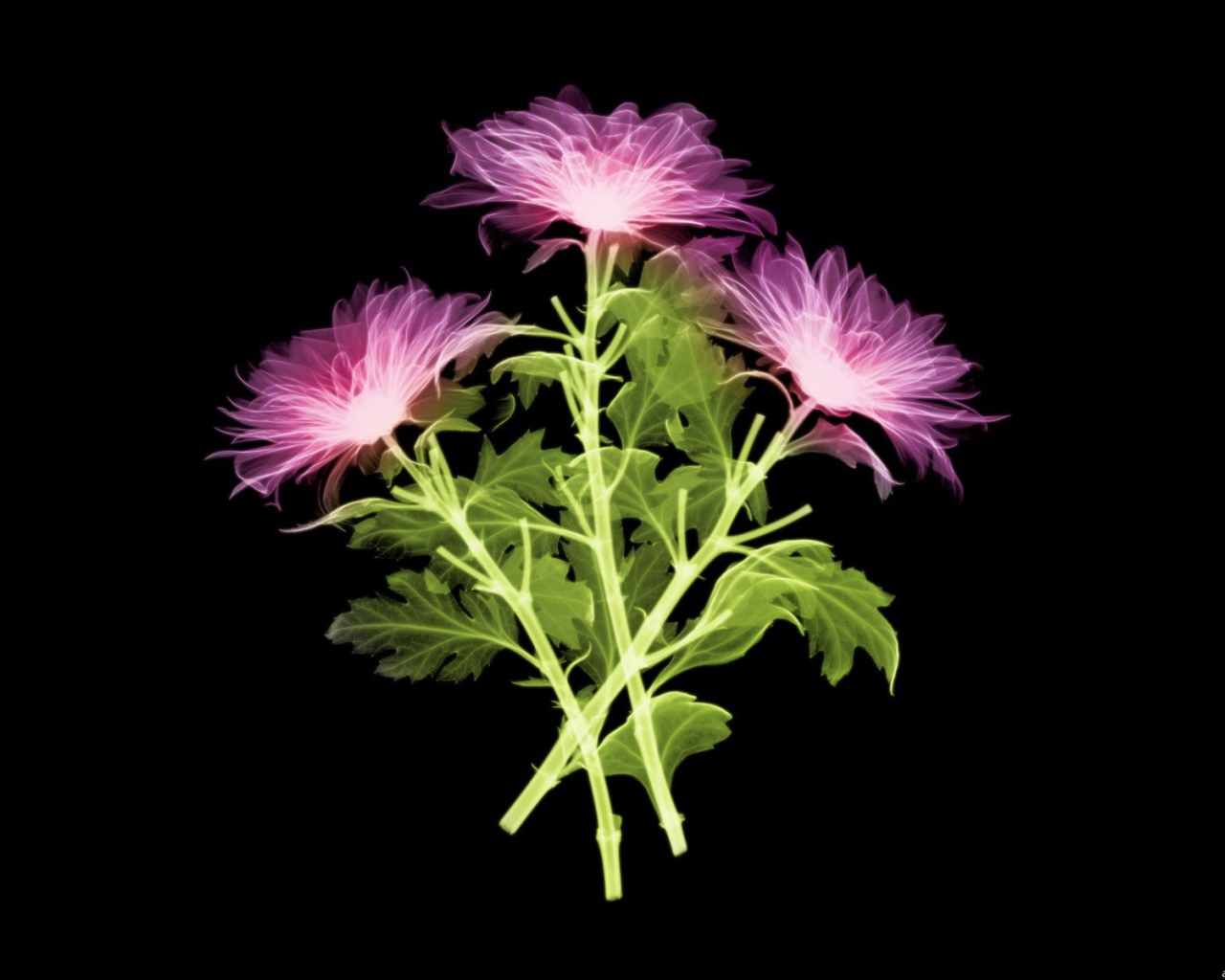 Три цветка на черном фоне