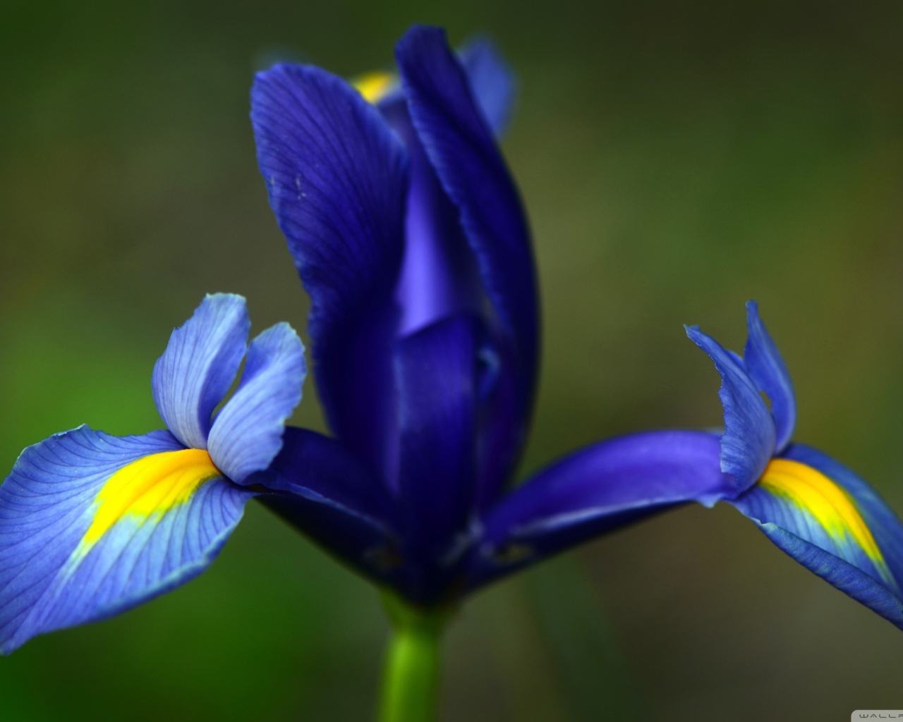 Три лепестка ириса