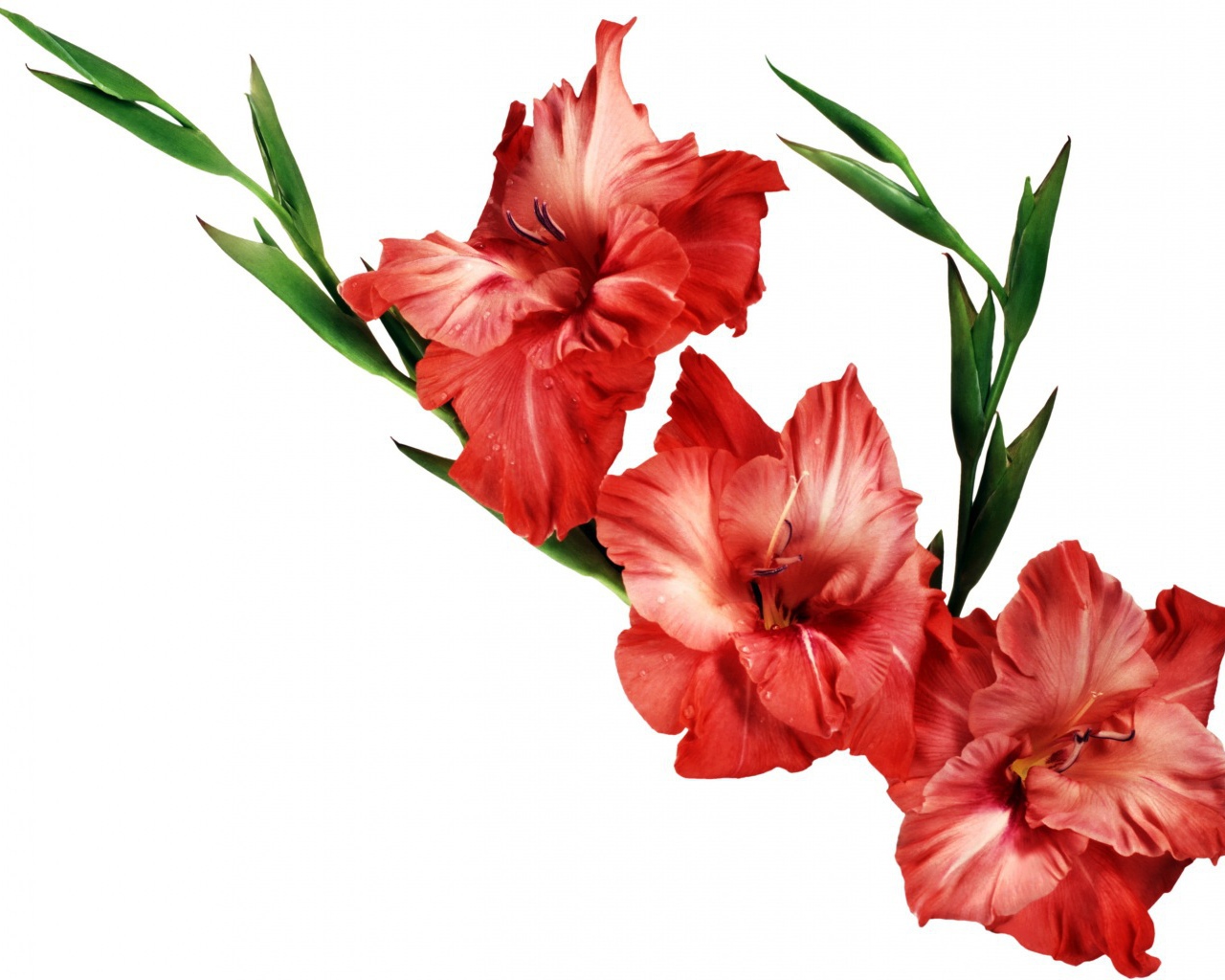 Три красных гладиолуса