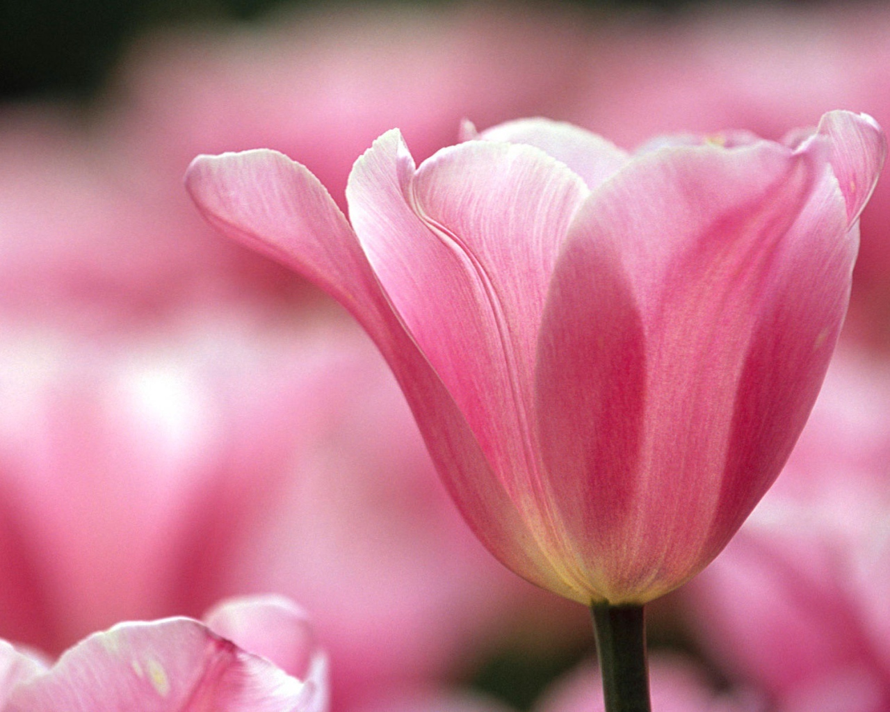 Распускающийся цветок в парке