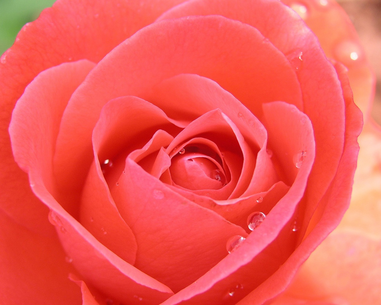 Тропическая роза