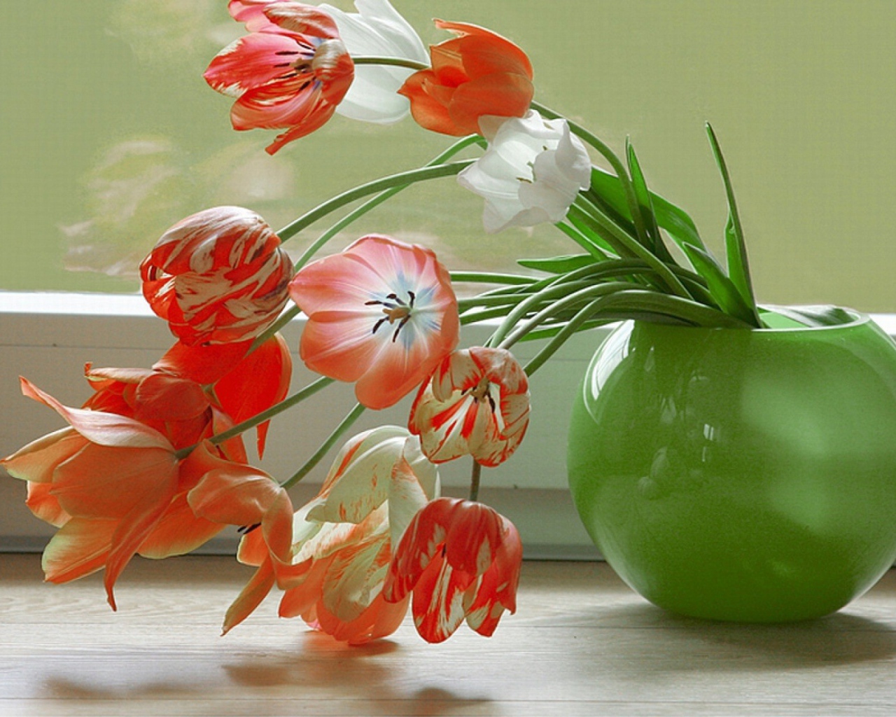 Тюльпаны у окна