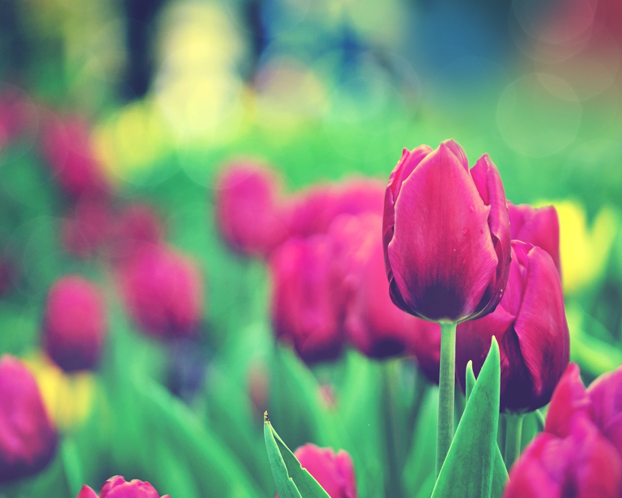 Сад тюльпанов 